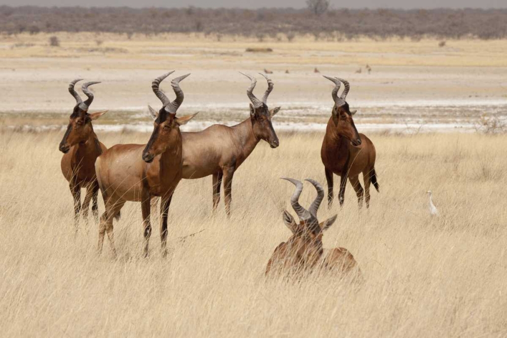 Namibia, Etosha NP Red hartebeets